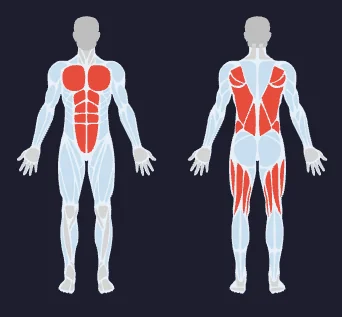 Mapa de grupos musculares